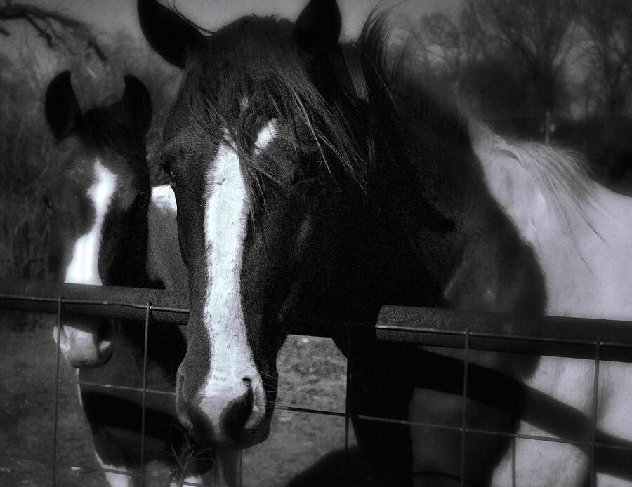 Two Horses by Kristalin Davis Photograph by Kristalin Davis