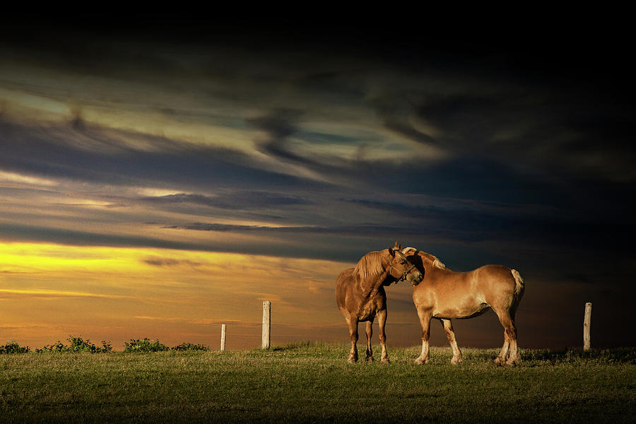 Two Horses on Prince Edward Island Photograph by Randall Nyhof