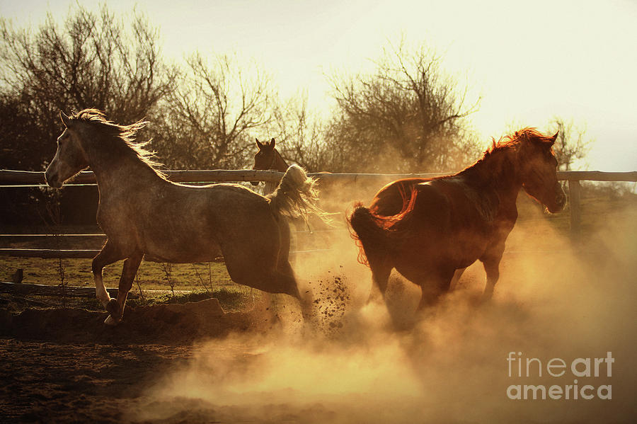 Two Horses Running In Paddock Photograph by Dimitar Hristov