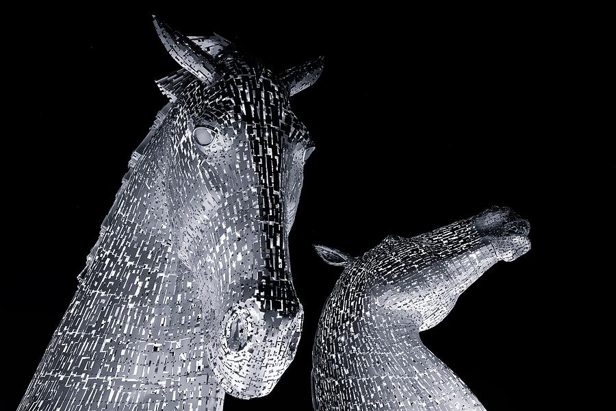 Two horses Photograph by Stephen Taylor