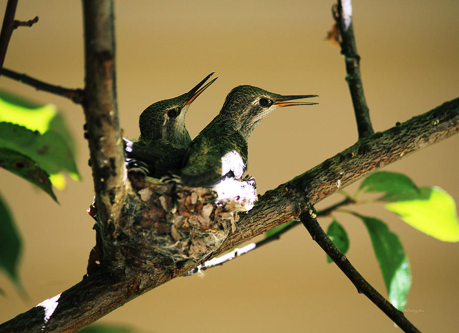 Wildlife Photograph - Two Hummingbird Babies in a Nest 5 by Xueling Zou