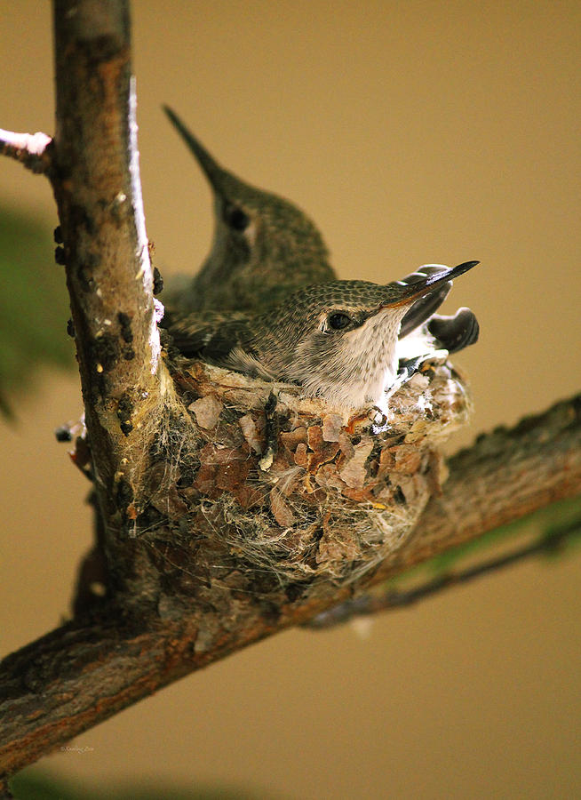 Two Hummingbird Babies In a Nest 6 Photograph by Xueling Zou