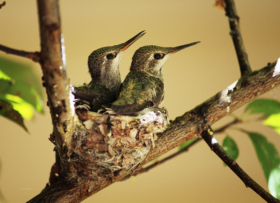 Two Hummingbird Babies in a Nest Photograph by Xueling Zou