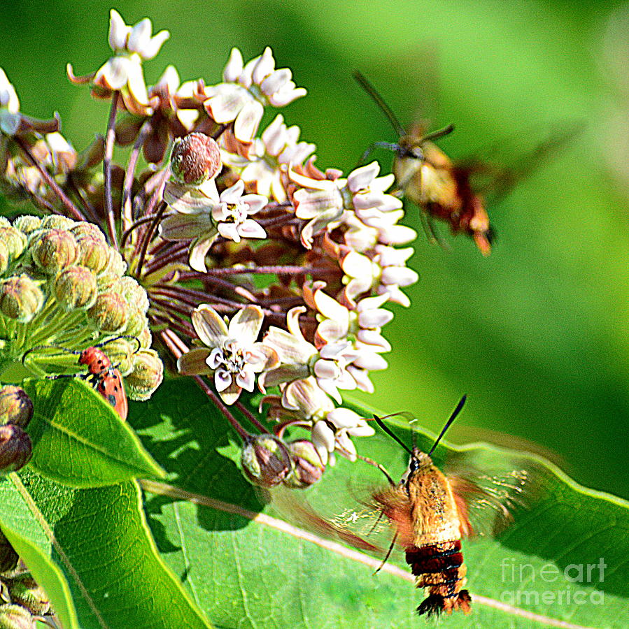 Two Hummingbird Clearwing Moths Photograph By Mark Guilfoyle Fine Art America 