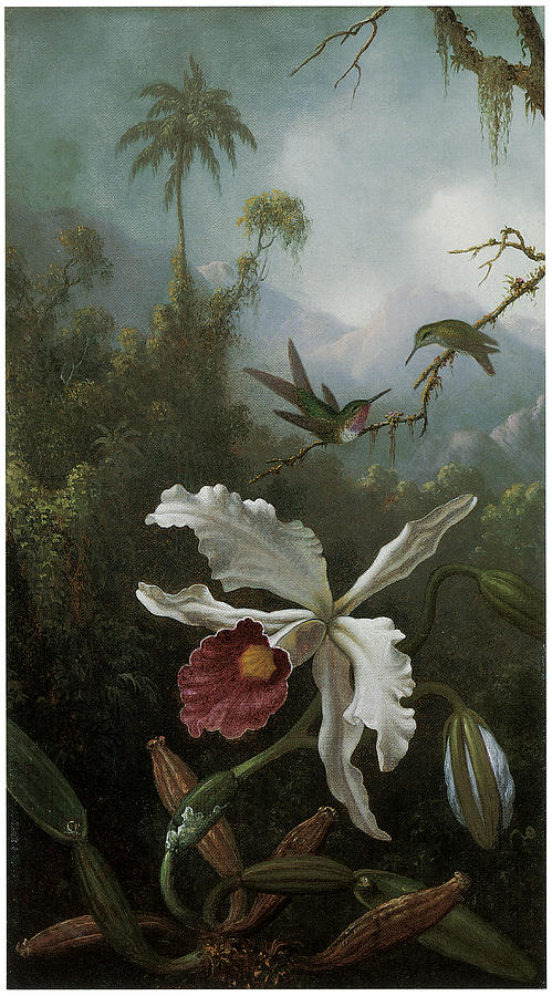 Martin Johnson Heade Painting - Two Hummingbirds Above a White Orchid by Martin Johnson Heade