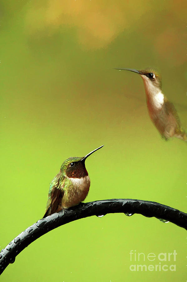 Two HummingBirds Photograph by Darren Fisher