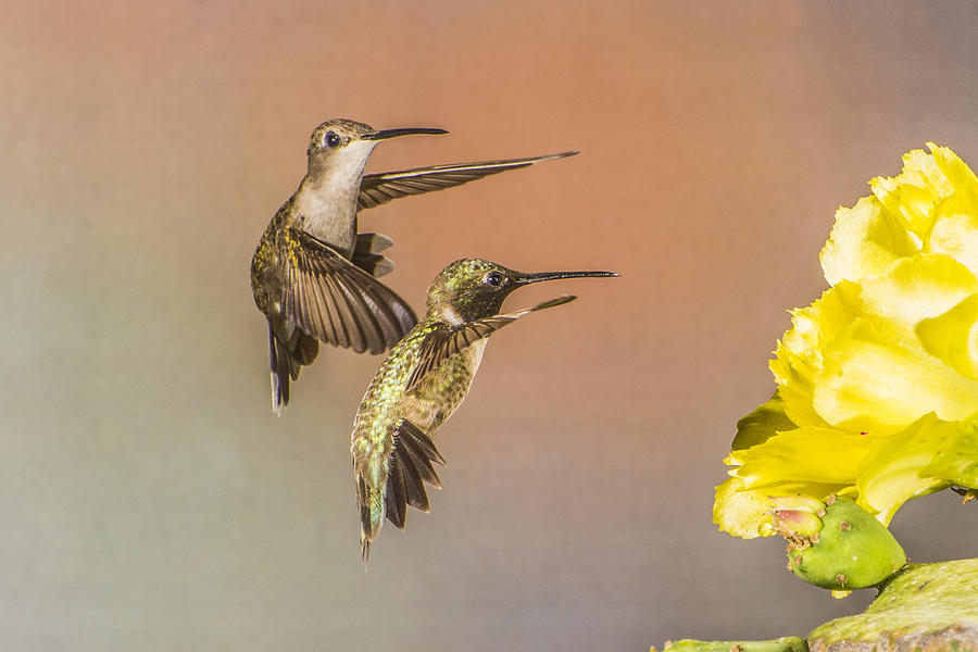 Two Hummingbirds Photograph by Peggy Blackwell
