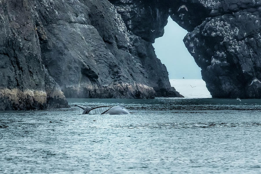 Two Humpback Whales in Resurrection Bay Photograph by Belinda Greb