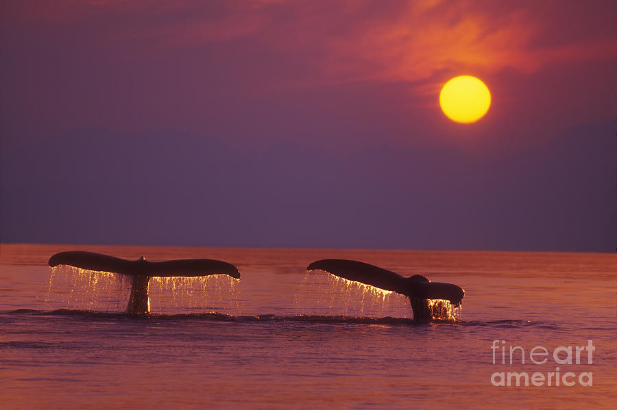 Two Humpback Whales Photograph by John Hyde - Printscapes