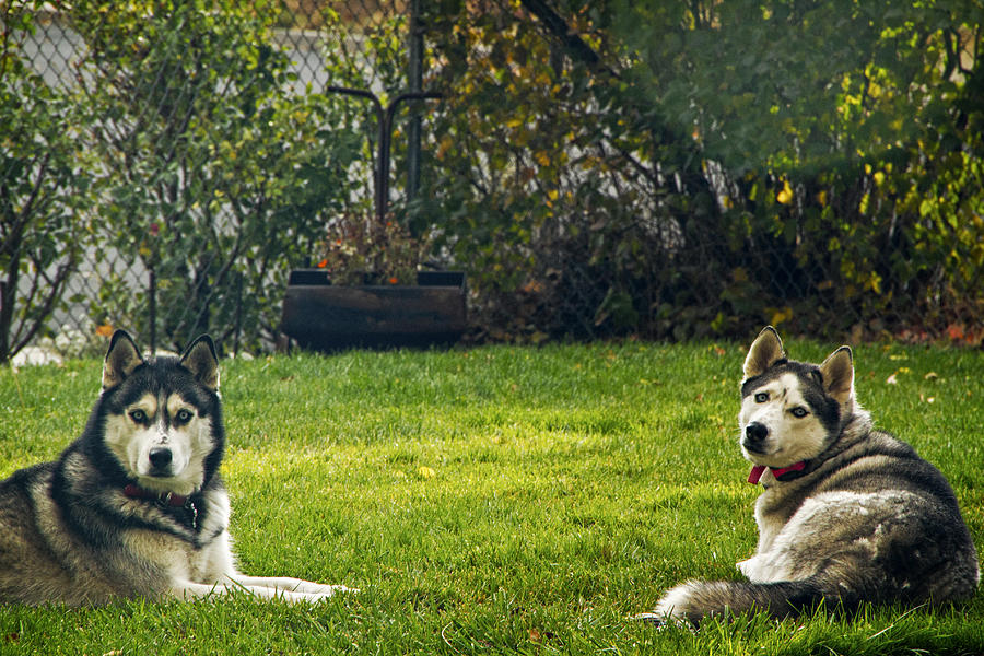 Two Husky Dogs Photograph by Waterdancer 