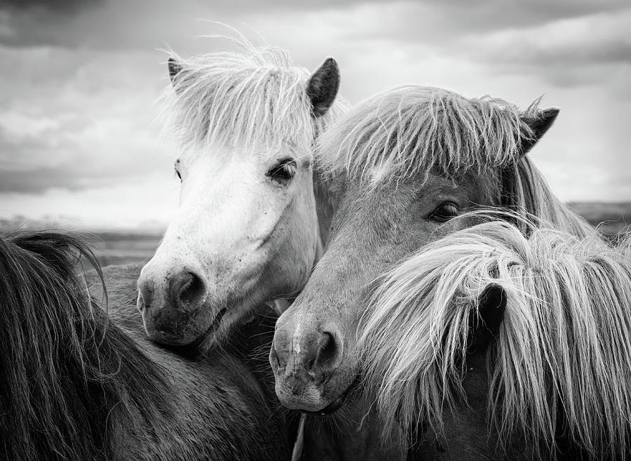 Horse Photograph - Two icelandic horses black and white by Matthias Hauser