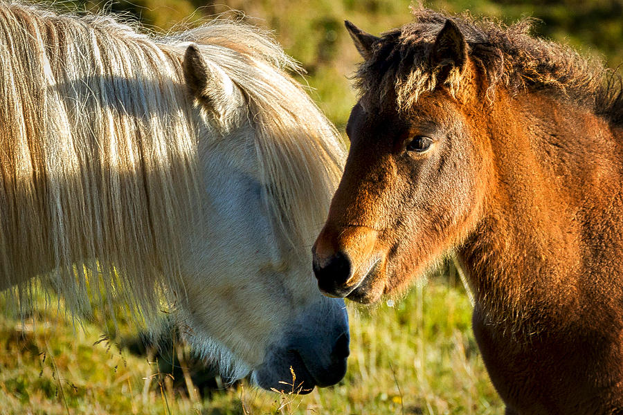 Two Icelandic Horses - Iceland Photograph by Stuart Litoff