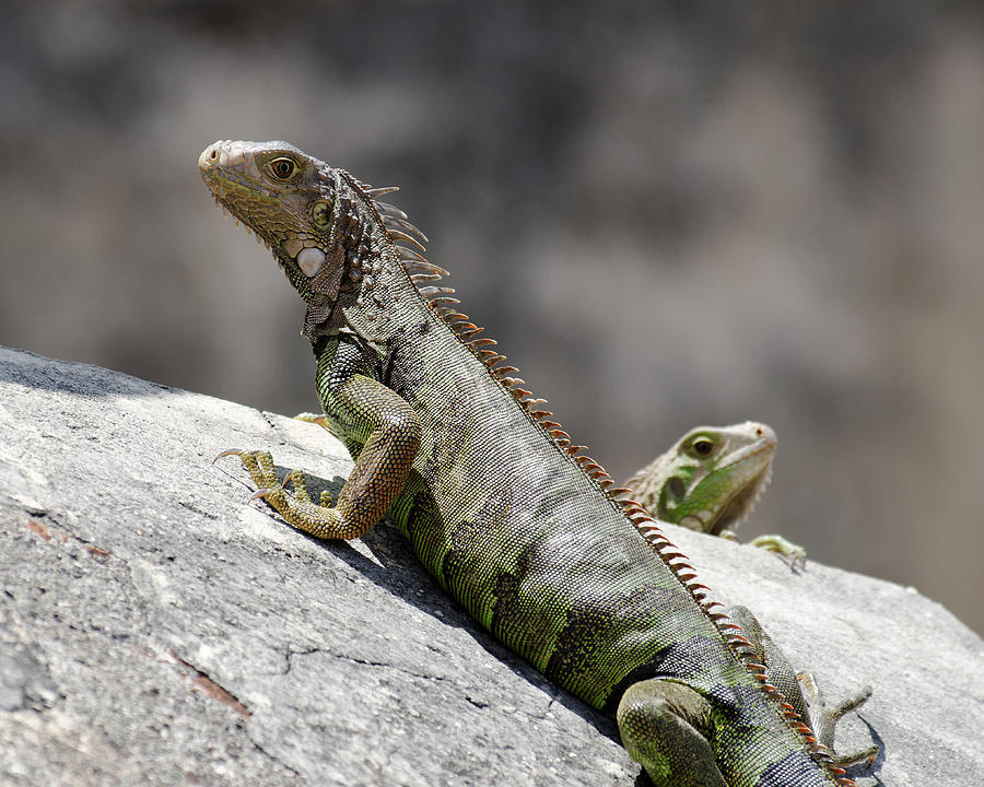 Pssst....Back Here -- Two Green Iguanas at San Juan National Historic Site, Puerto Rico Photograph by Darin Volpe