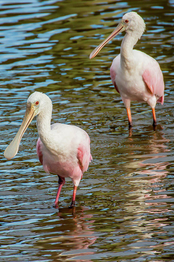 Two Immature Roseate Spoonbills Photograph by Richard Goldman
