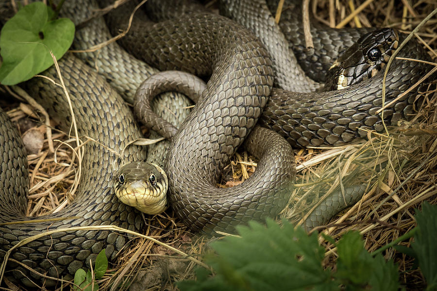 Snake Photograph - Two intertwined grass snakes lying in the sun by Stefan Rotter