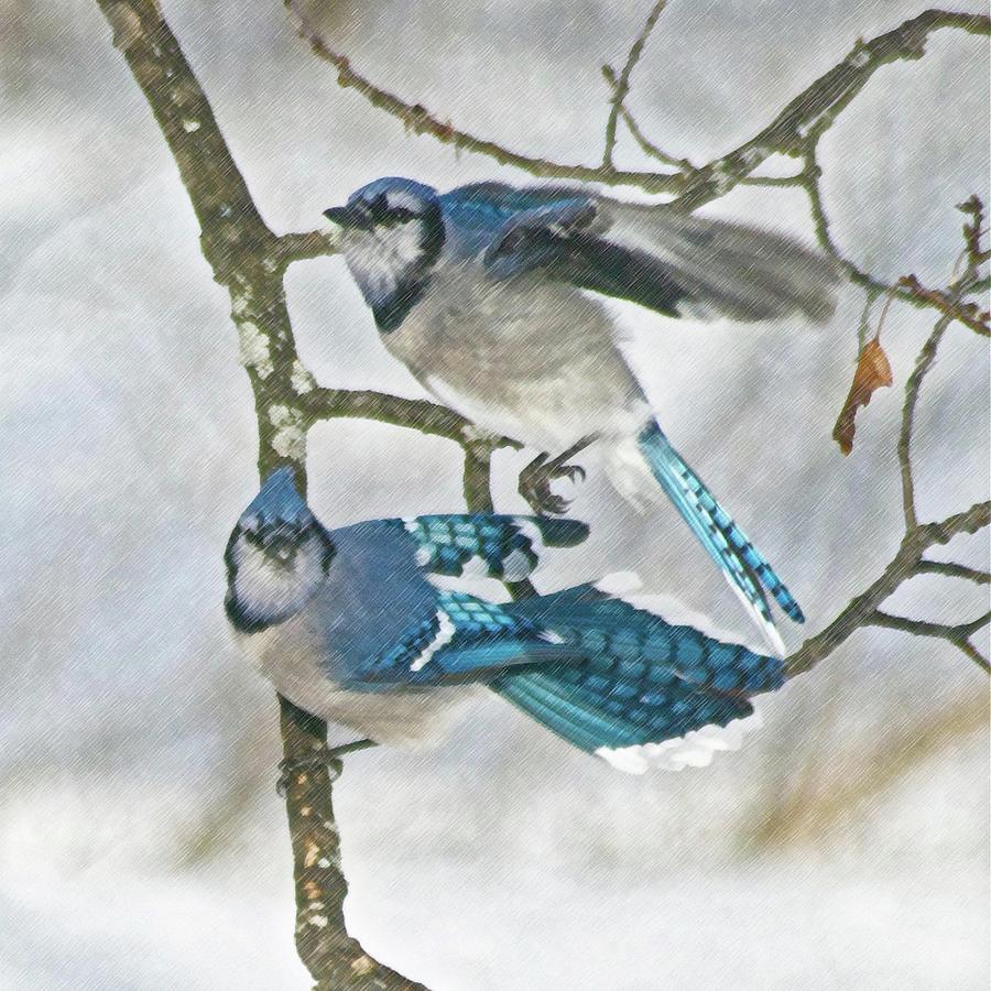 Bird Photograph - Two Jays by Michael Peychich