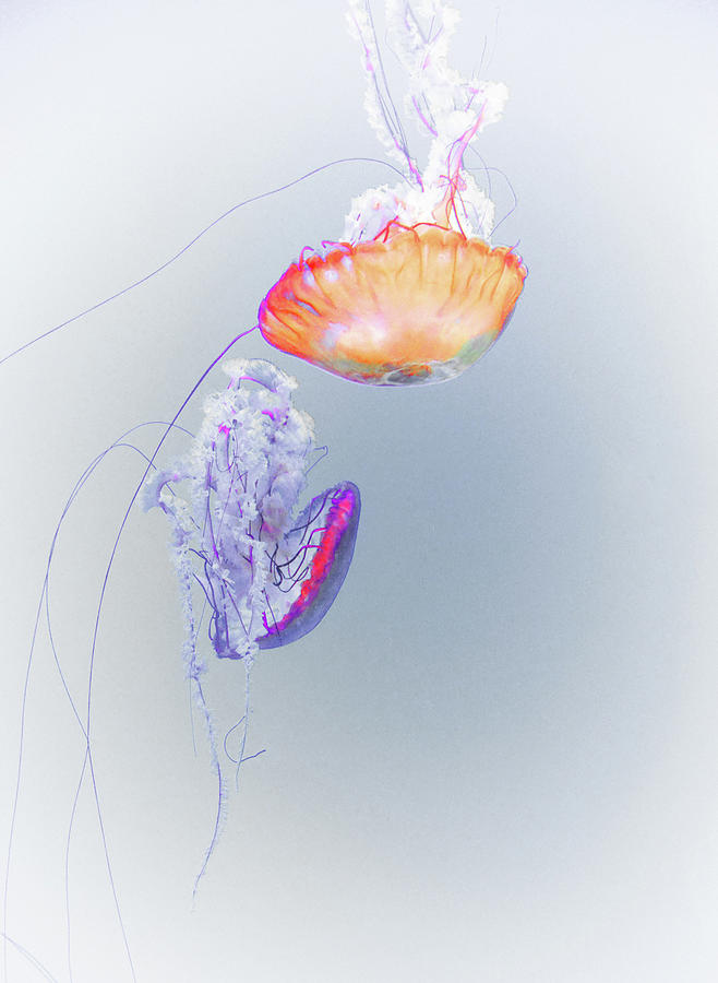 Two Jellyfish Photograph by Bill Cain