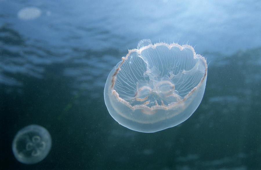 Two jellyfish floating in blue water Photograph by Sami Sarkis - Fine ...