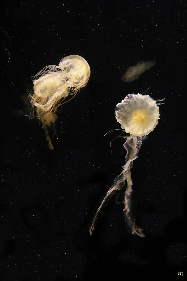 Two Jellyfish Photograph by John Meader