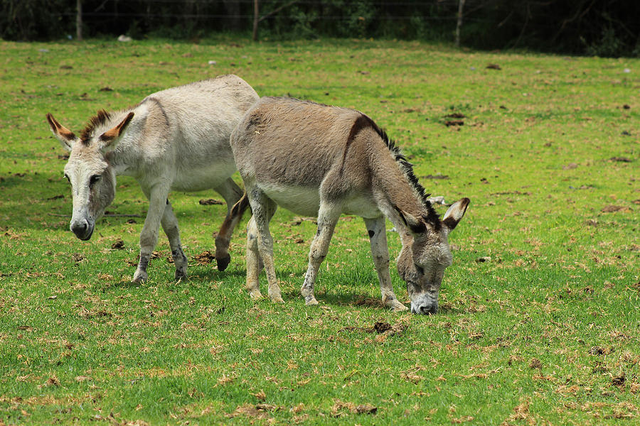 Two Jerusalem Donkeys In A Field Photograph by Robert Hamm