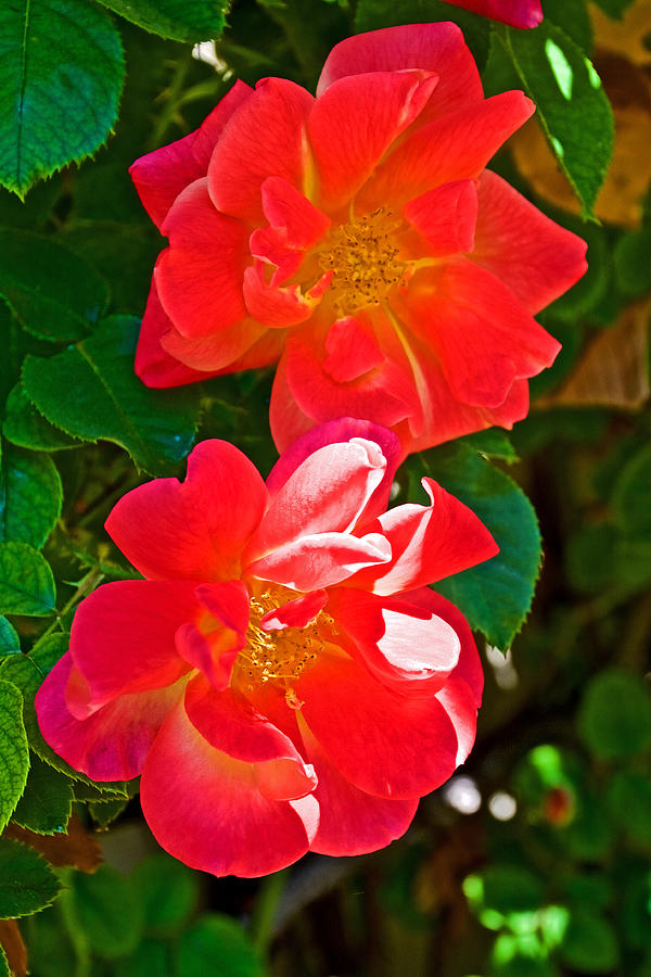 Rose Photograph - Two Josephs Coat Roses at Pilgrim Place in Claremont-California by Ruth Hager