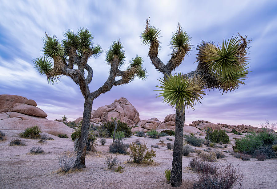 Two Joshua Trees at Sunrise in Joshua Tree National Park Photograph by Dave Dilli