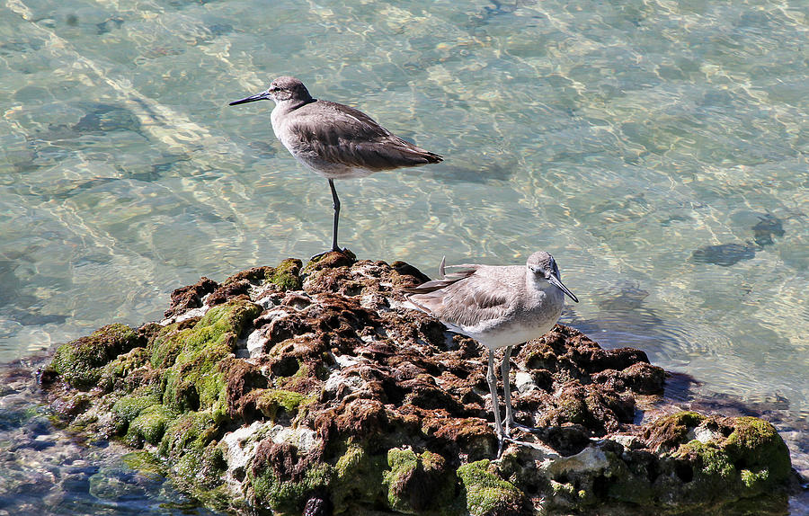 Two Key West Gulls Photograph by Bob Slitzan