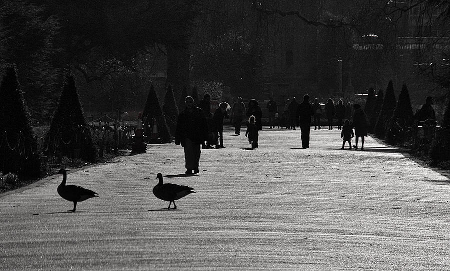 Geese Photograph - Two kinds of Pedestrians by David Resnikoff