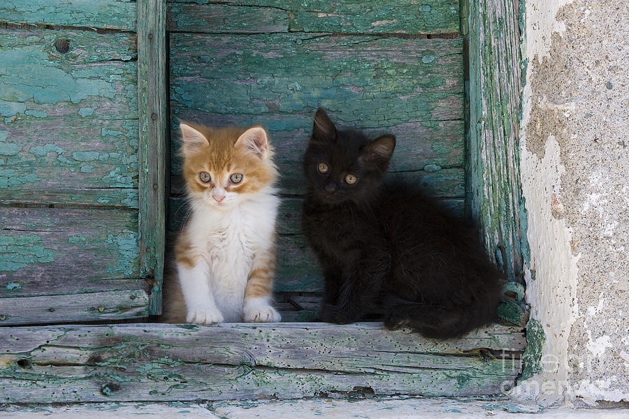 Two Kittens On A Wall Photograph by Jean-Louis Klein & Marie-Luce Hubert