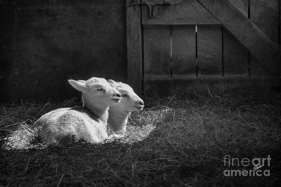 Two Lambs Photograph by Alana Ranney