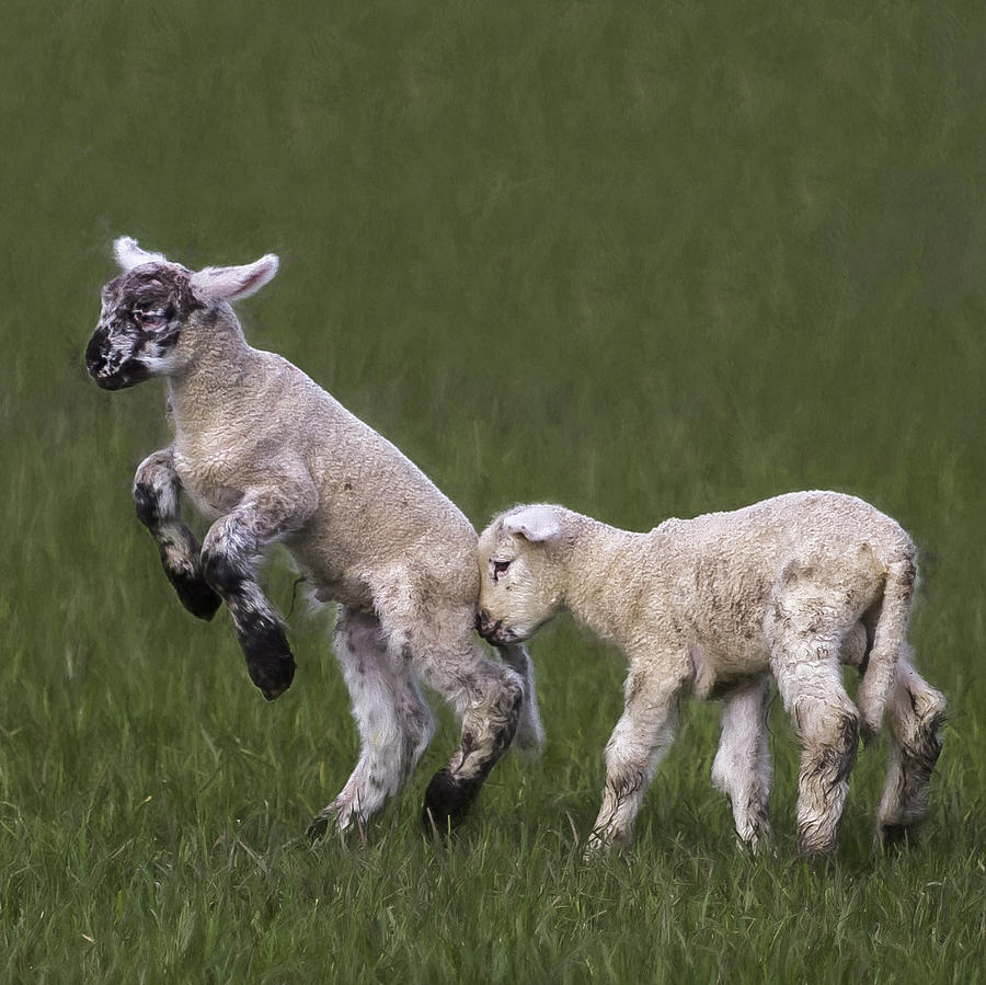 Two Lambs Photograph by Belinda Greb