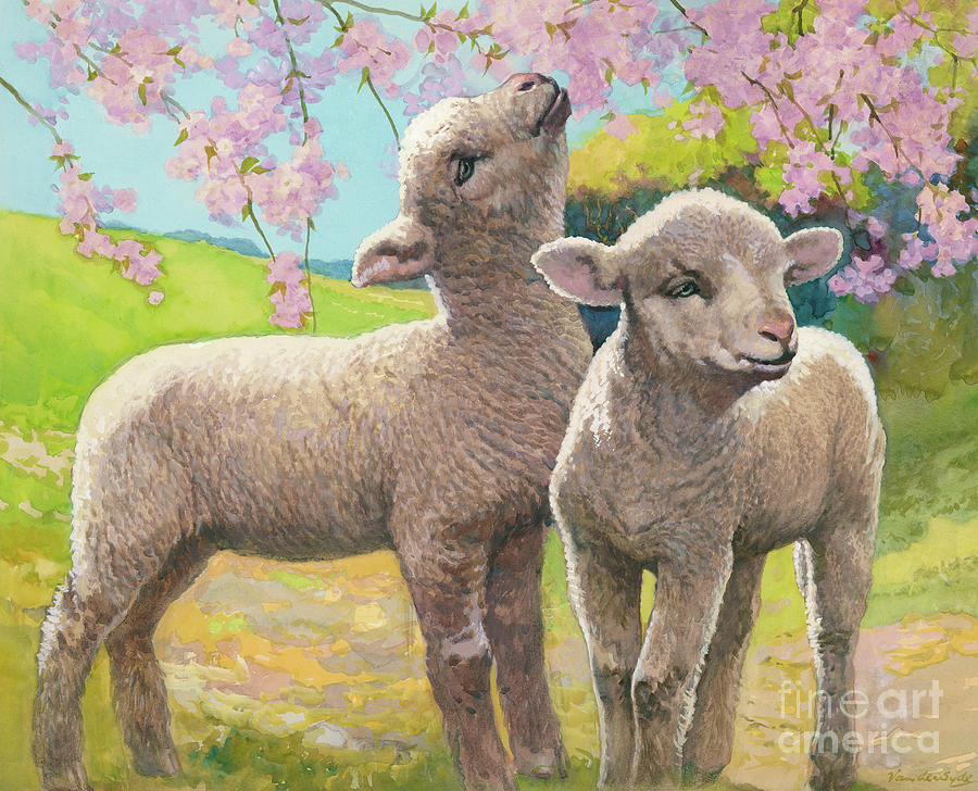 Two lambs eating blossom Painting by Van der Syde