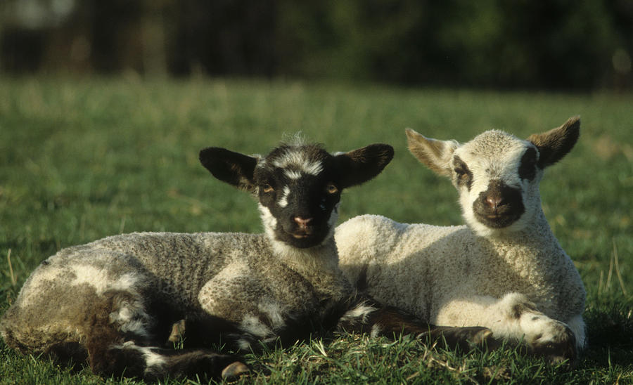 Two Lambs Sunbathing Photograph By Jerry Shulman Fine Art America