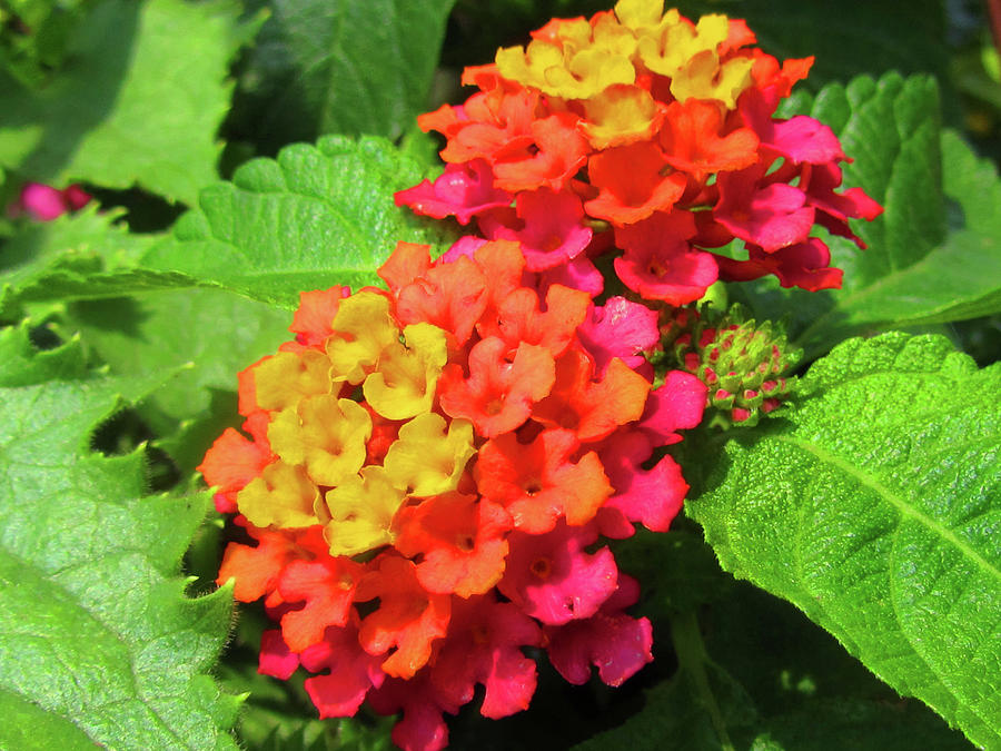 Two Lantana Flowers Photograph by Vijay Sharon Govender