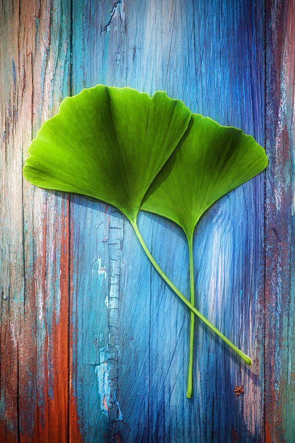 Two leaves of ginkgo biloba Photograph by Philippe Sainte-Laudy