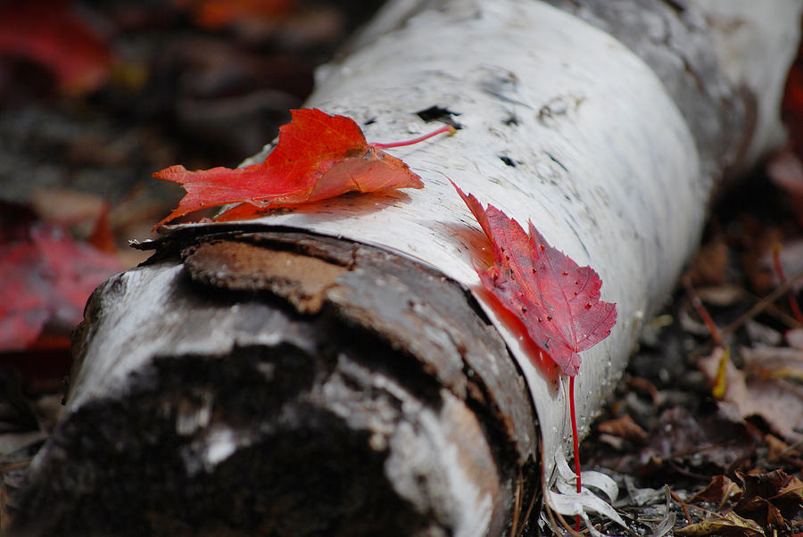 Fall Photograph - Two Leaves on Fallen Birch by Melinda Schneider