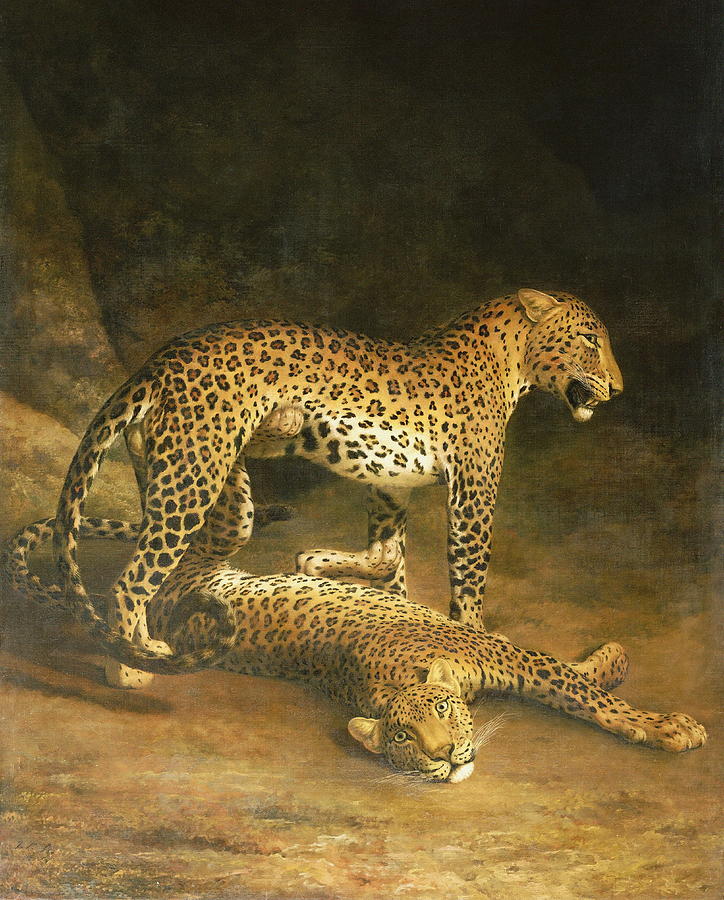 Nature Painting - Two Leopards Lying In The Exeter Exchange by Jacques Laurent Agasse