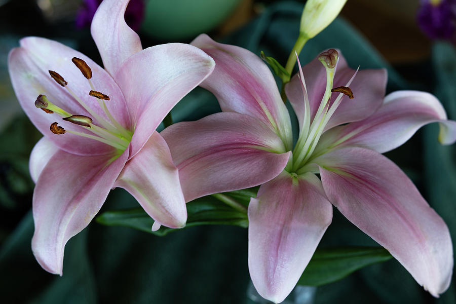 Two Lilies Photograph by Jade Moon