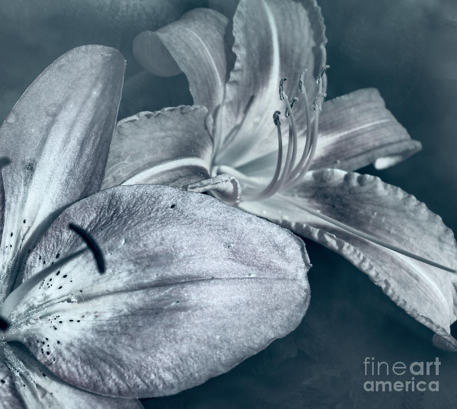 Lily Photograph - Two Lilies by Mim White