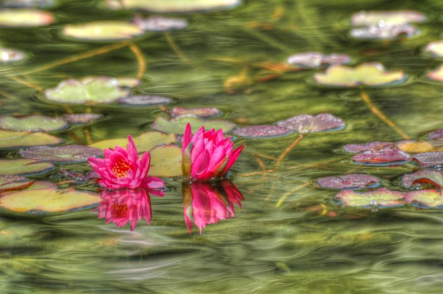 Two Lilies Photograph by Richard Omura