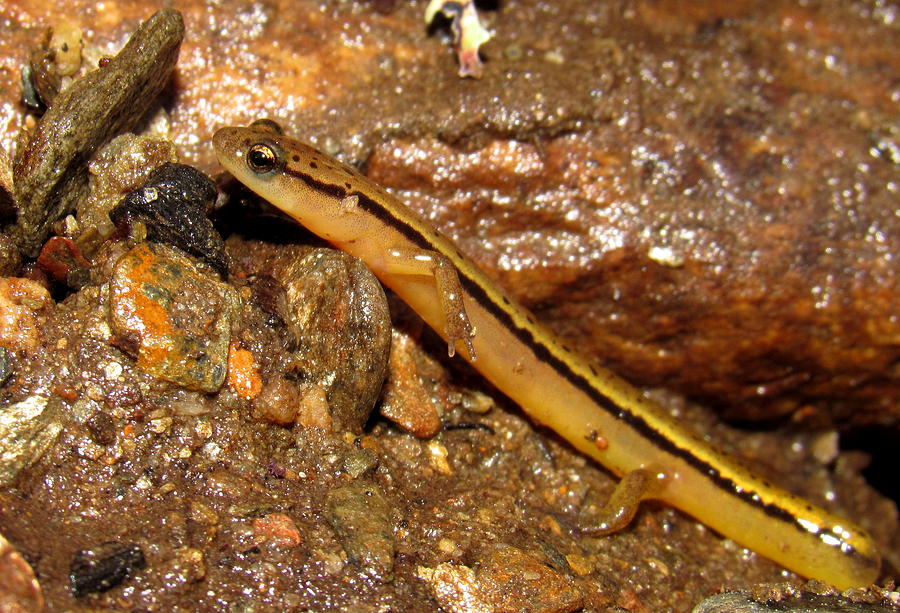 Two Lined Salamander Photograph by Joshua Bales