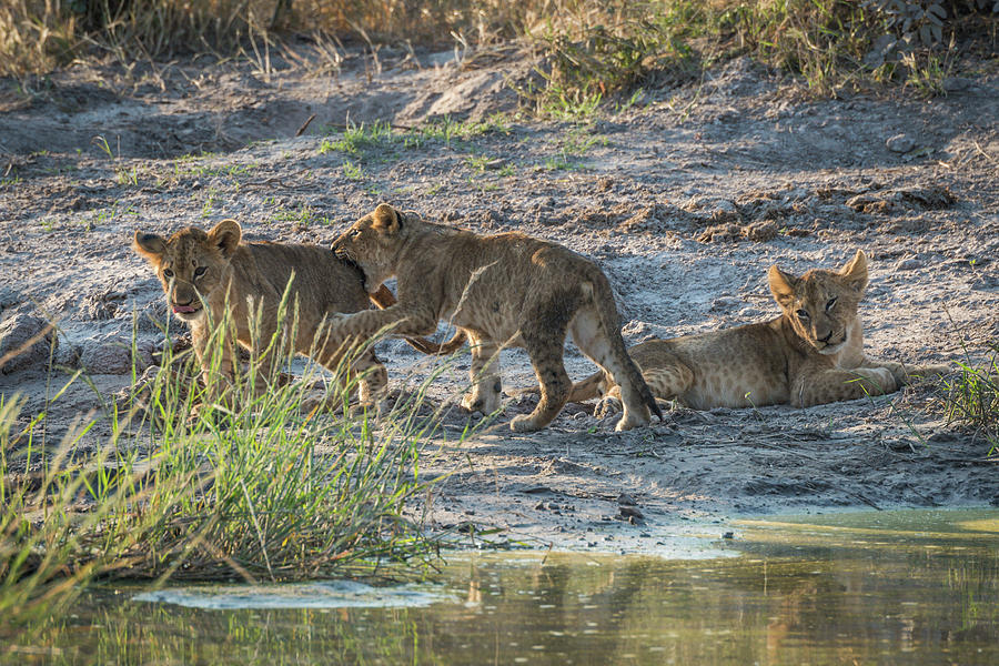 Two lion cubs play fighting beside another Photograph by Ndp - Fine Art ...