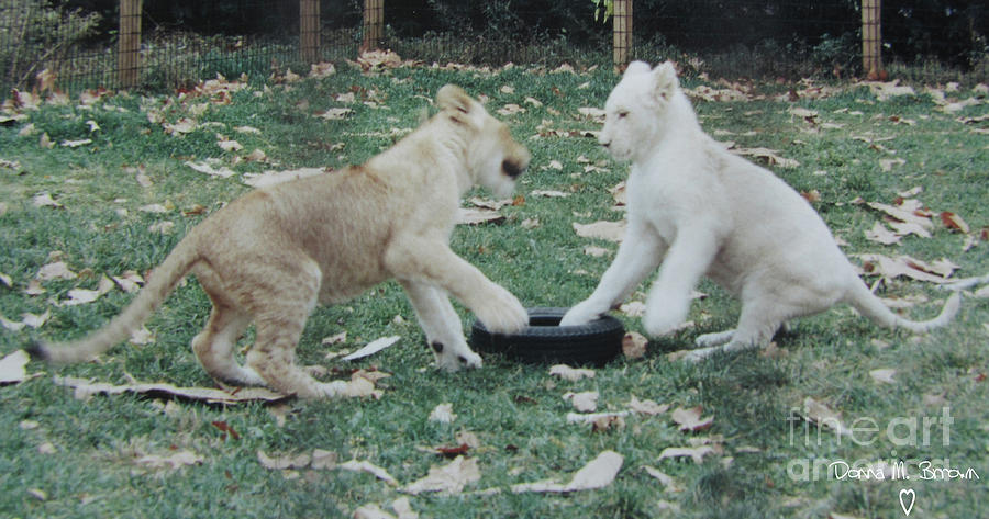 Two Lion Cubs Playing Photograph by Donna Brown
