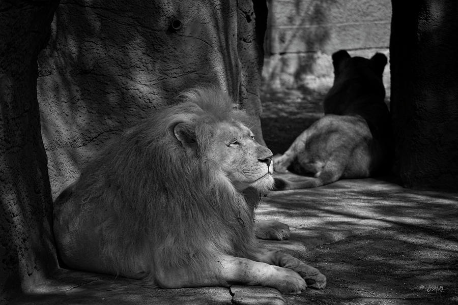 Two Lions BW Photograph by David Gordon