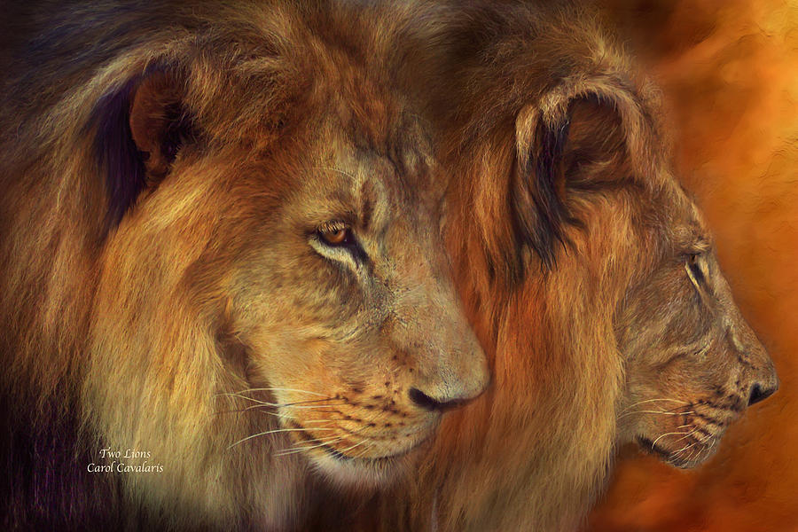 Two Lions Mixed Media by Carol Cavalaris