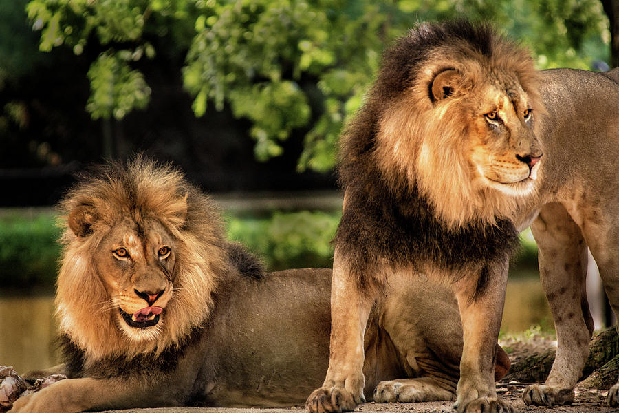 Two Lions Photograph by Don Johnson