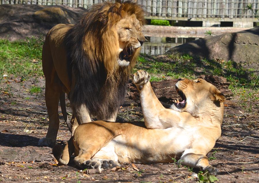 Two Lions Having a Disagreement Photograph by Richard Bryce and Family