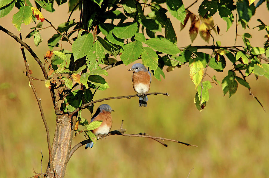 Two Little Bluebirds Sitting In A Tree Photograph by Debbie Oppermann