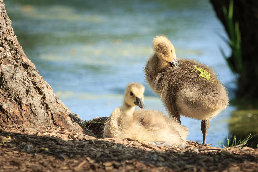 Two little goslings Photograph by Joni Eskridge