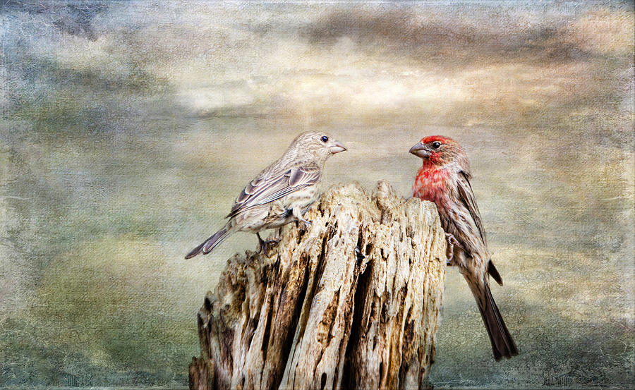 Bird Photograph - Two Little Love Birds by Barbara Manis